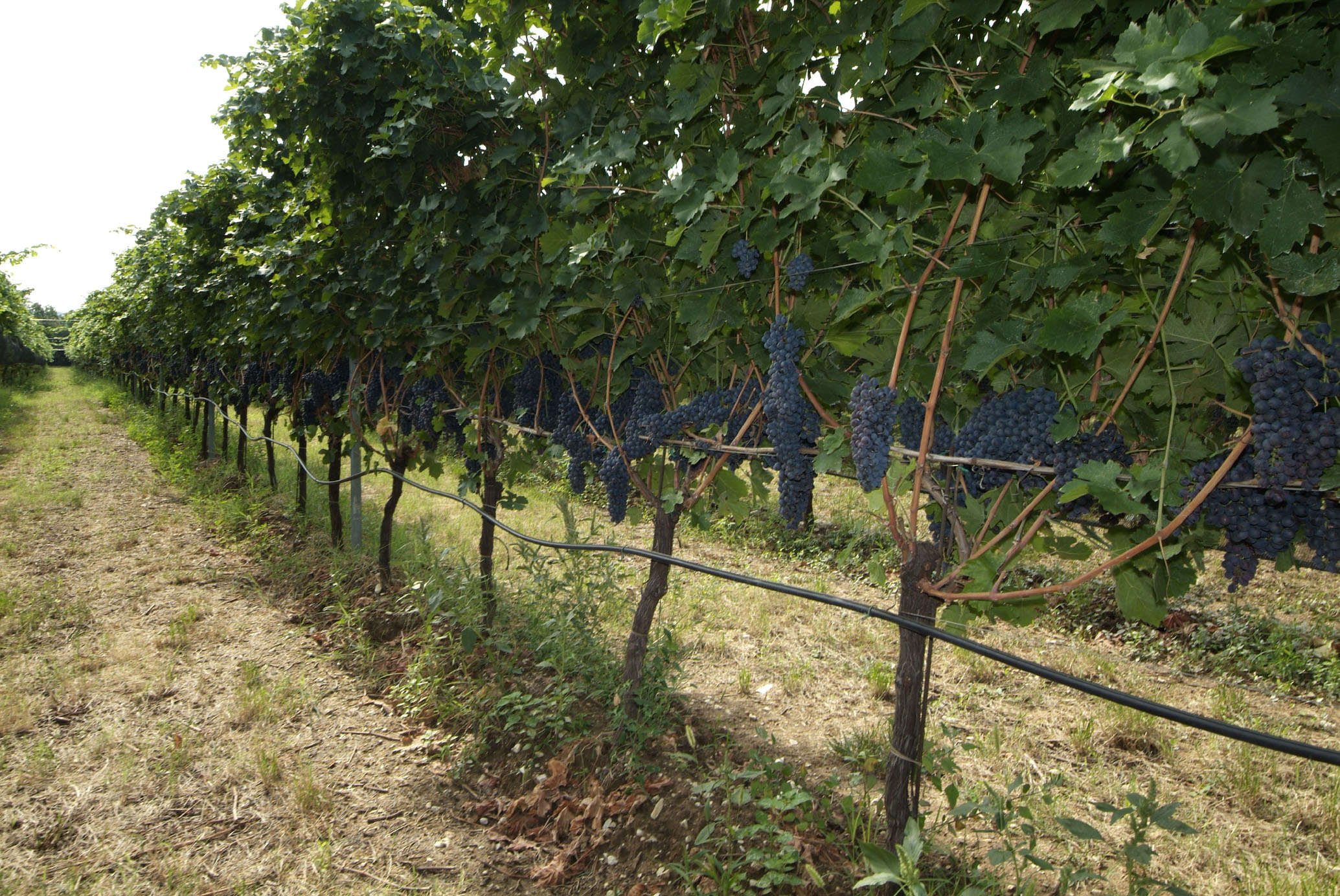 Cantina Valpantena Verona è wine sponsor di Tocatì il Festival