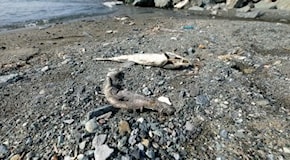 Moria di pesci nel mare di Genova, e i gabbiani si allontanano