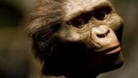 La dieta dell'Homo Erectus? Un tripudio di verdure