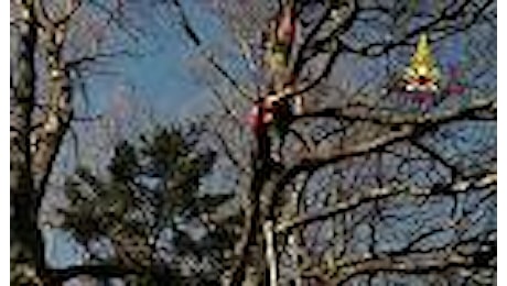 Precipita col parapendio e si incaglia sull'albero: salvato dai vigili del fuoco