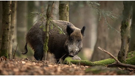 600.000 euro per il contrasto alla peste suina africana in Lombardia