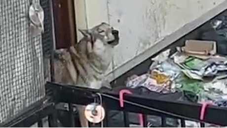 Torino, il lupo cecoslovacco filmato abbandonato sul balcone è scomparso. Il padrone su Facebook: «Sta bene, noi aggrediti per questa storia»