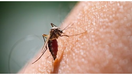 Scoperto caso autoctono di malaria in Veneto: in Italia la malattia eliminata ufficialmente negli anni ’70