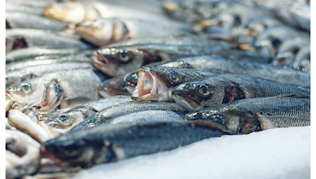 Salute e sostenibilità. Ogni paese dovrebbe mangiare il proprio pescato