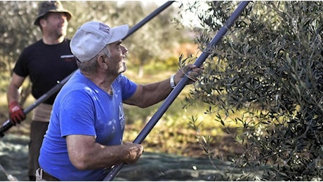 È tempo di frangitura: Olio nuovo di qualità