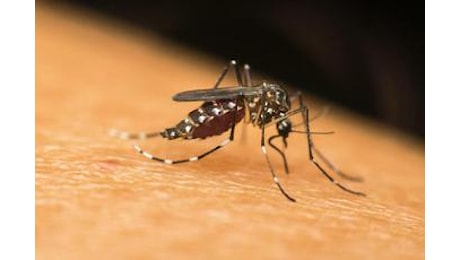 Dengue a Fano, l’esperta di zanzare: “Situazione seria, il focolaio potrebbe estendersi”