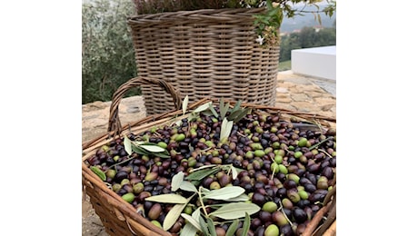 Tutto pronto a Marsciano per la festa degli ulivi