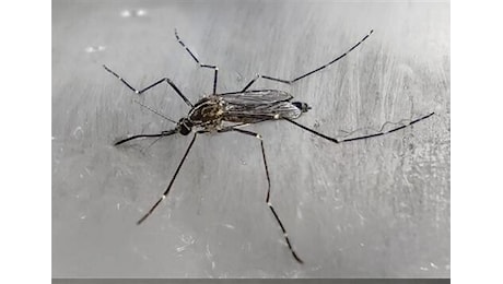 Sempre più malattie esotiche in Europa: dalla Dengue alla West Nile