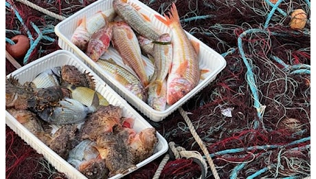 Allarme WWF per le risorse ittiche in vista del Fish Dependence Day
