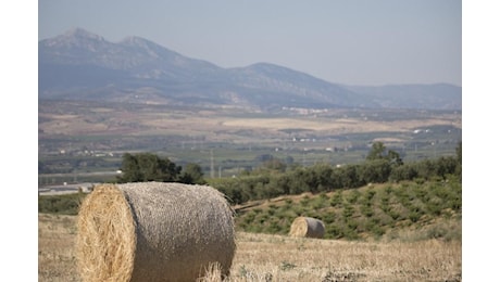 Agricoltura, Coldiretti: «Sbloccato il credito d’imposta per il Mezzogiorno per gli investimenti del 2023»