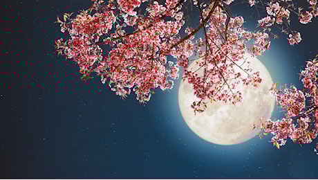 Luna Piena dei Fiori, 12 maggio 2025: sarà tra le più magiche dell'anno. Gli effetti segno per segno