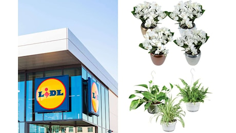 Lidl: offerte su Phalaenopsis, piante da appendere e kit funghi dal 4 novembre 2024