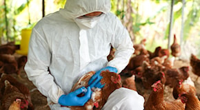 OMS: la diffusione dell’influenza aviaria all’uomo è una “preoccupazione enorme, tasso di mortalità straordinariamente alto”