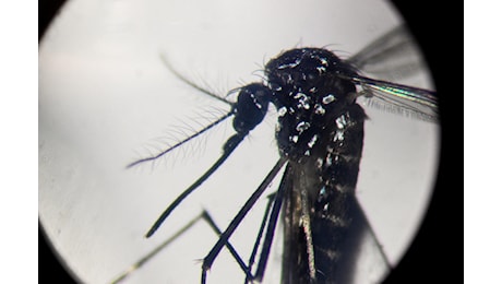 Brasile, primi due morti per febbre Oropouche: Sintomi come dengue grave