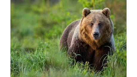 Ucciso in Trentino (anche) l’orso M91 subito dopo il decreto di abbattimento