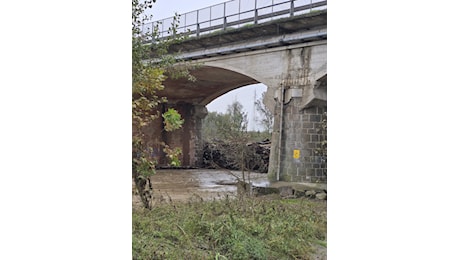 Le piogge di questi giorni creano ammasso di tronchi e rami sotto il ponte Bormida ad Alessandria