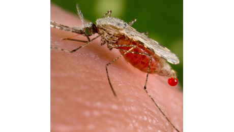 Virus Oropouche: Spallanzani allerta la rete regionale di malattie infettive