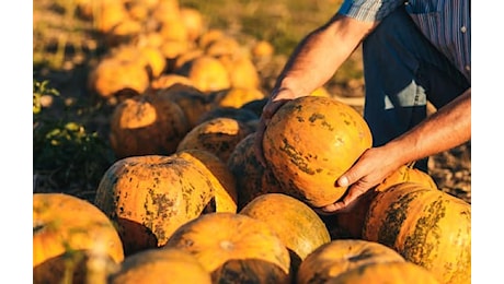 Frutta e verdura di stagione, la spesa di ottobre