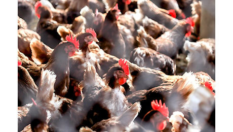 Influenza aviaria, il prof Giovanni Rezza: “I casi in cui non è chiaro il contatto con un animale infetto fanno riflettere”