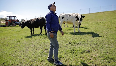 Afta epizootica fermata in Ungheria, la Romania rafforza i controlli
