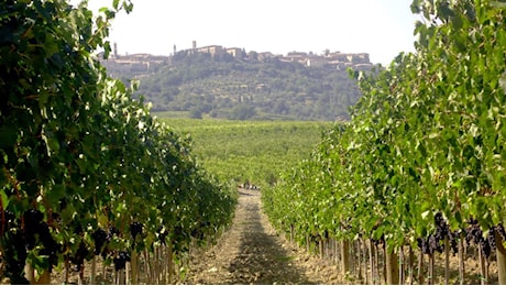 Dalla moda al vino, Ferragamo acquista un'azienda di Montalcino: «Porteremo in tavola una filosofia sostenibile»