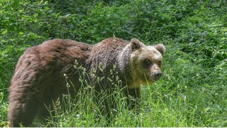 Turista straniero attaccato da un orso in Trentino: trasportato d'urgenza in ospedale