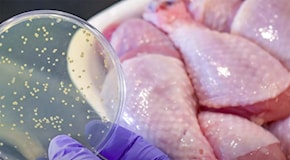 Perché non dovremmo mangiare carne a basso costo: i batteri nella carne del Lidl