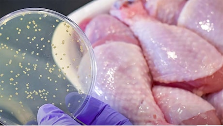 Perché non dovremmo mangiare carne a basso costo: i batteri nella carne del Lidl