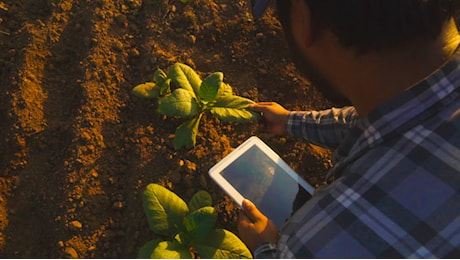 Intelligenza artificiale in agricoltura e sviluppo di sistemi alimentari sostenibili