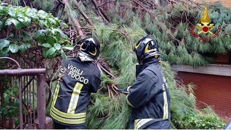 Maltempo a Palermo, alberi caduti sulle auto e voragini