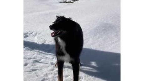 Disperso da 15 giorni sul monte Rosa, trovato vivo il cane