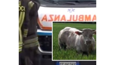 Tragedia in campagna: 88enne viene travolto da un toro e muore in ospedale