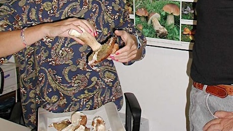 Funghi velenosi a cena: morto anziano, la moglie in terapia intensiva. L’ipotesi: Amanita phalloides scambiata per prataiolo