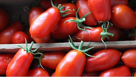 Torino, li spacciavano come pomodori San Marzano, peperone di Asti e peperoncino calabrese, ma erano tutti prodotti cinesi