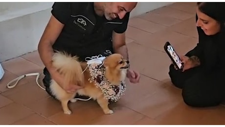 Nozze del sindaco Mario Conte, la damigella è Swami. La simpatica cagnolina porta le fedi agli sposi VIDEO