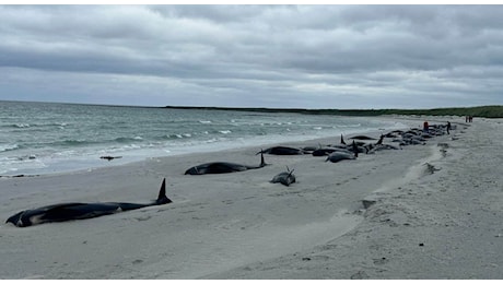 Scozia, 77 balene globicefali morte spiaggiate sulle isole Orcadi: alcuni esemplari soppressi. Cosa è successo e perché