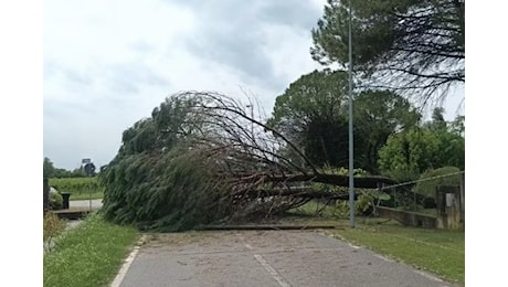 Violenti temporali e downburst in Friuli Venezia Giulia: tanti danni fra Udine e Pordenone
