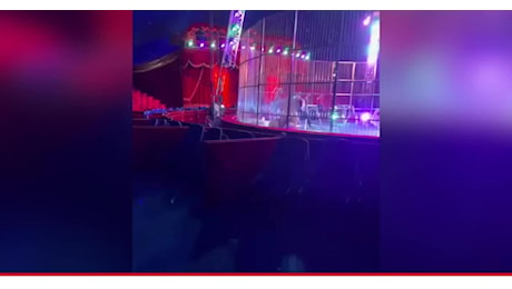 Circo Orfei, leoni agitati sbattono contro la gabbia, il domatore li frusta e li colpisce con una pedana, spettatori spaventati scappano - VIDEO