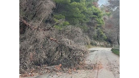 Ancora alberi caduti sulla SP 57, interventi non più rinviabili