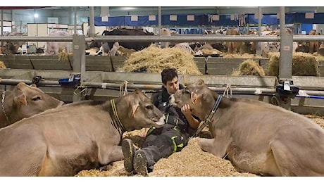 Fiere Zootecniche Internazionali, la 79ª edizione è cominciata