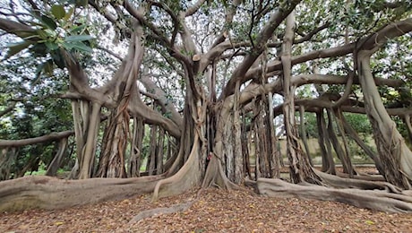 Alberi monumentali, se ne contano 4.655 in Italia