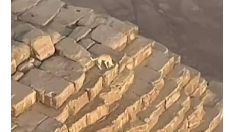 Egitto, un cane in cima alla Piramide di Giza: il video virale sul web