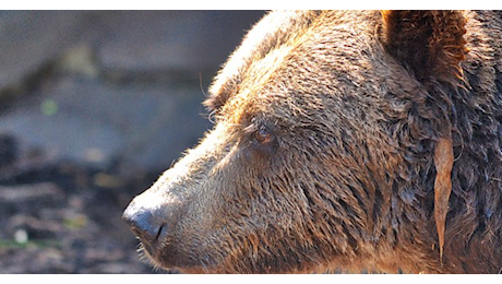 Un orso la azzanna e la trascina in un dirupo, lei riesce a chiamare i soccorsi durante l'attacco ma non a salvarsi: morta 19enne in Romania