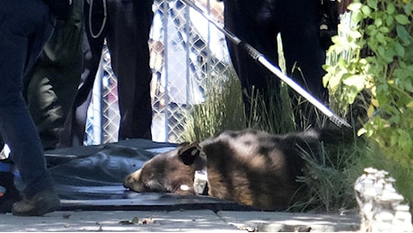Il Paese che vuole rendere più facile sparare agli orsi dopo l'aumento degli attacchi