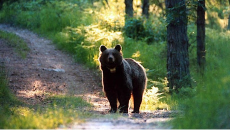 Orso M91 ucciso in Trentino: è il primo dopo la firma del decreto di abbattimento