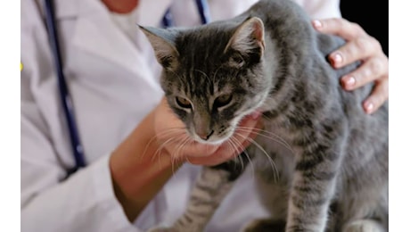 Influenza Aviaria colpisce i gatti e ne uccide il 67%: enormi rischi per l’uomo