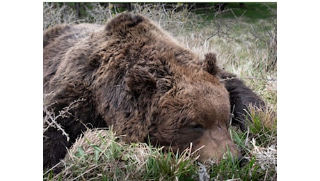 AVVELENATO O MALATO? SI SCOPRIRANNO A TERAMO LE CAUSE DELLA MORTE DELL’ORSO TROVATO IERI