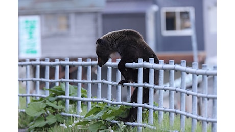 In Giappone vogliono sparare agli orsi anche in città