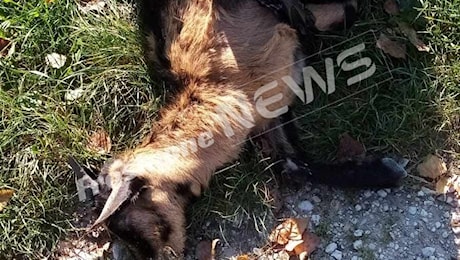 Capretta morta chiusa in una busta, vicino la carcassa di un lupo: il macabro ritrovamento