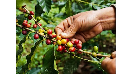 Il caffè minacciato dal cambiamento climatico: parte il progetto Mind the coffee cup per un futuro sostenibile